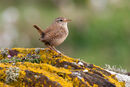 Wren