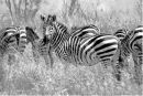 Zebras in B&W