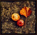 autumn colours