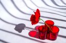 red glasses & poppy