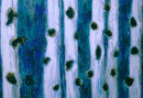 Birch trees 2