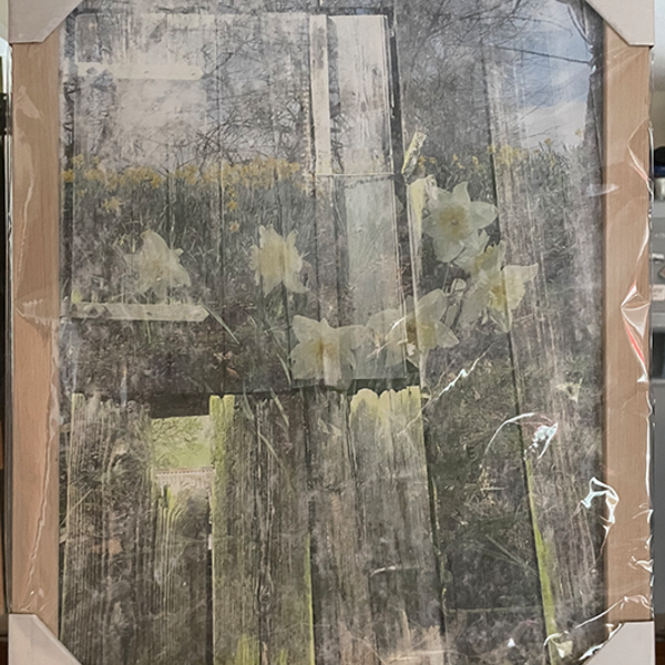 Composite photograph of an old barn door overlaid with daffodils