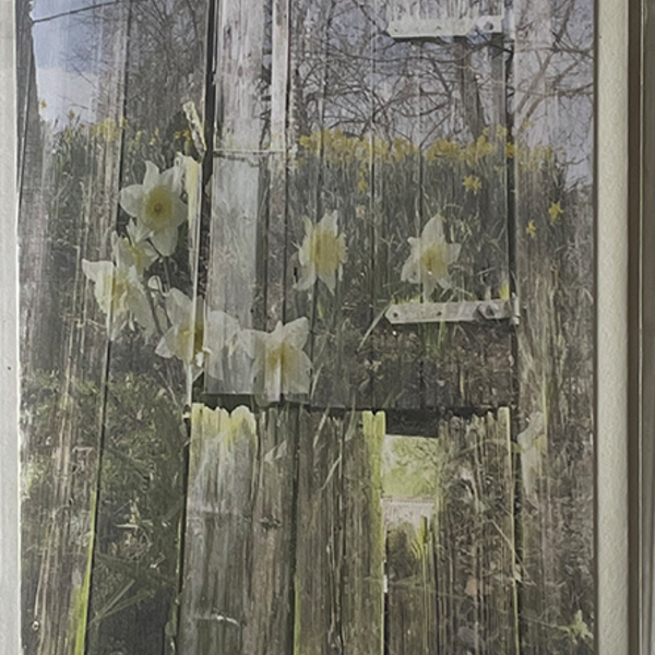 Image of old barn door overlaid with daffodils