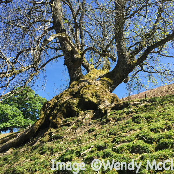 A leaning tree on a hill against a blue sky