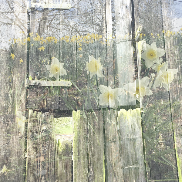 Composite image of old barn door overlaid with image of daffodils and woods behind