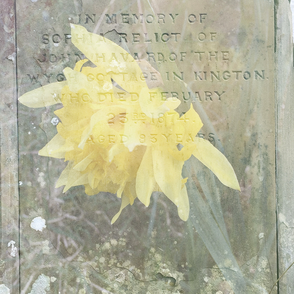 Composite image of gravestone and daffodil