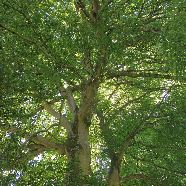 Tall trees with spring foliage