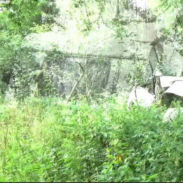 almost transparent image of a caravan with green foliage in front