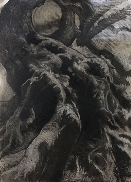 Charcoal drawing of the gnarled roots and knobbly trunk of an ancient willow