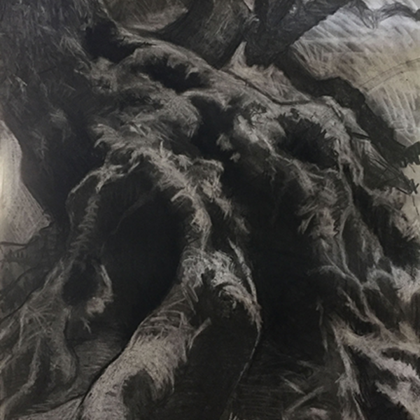 Charcoal drawing of the gnarled roots and knobbly trunk of an ancient willow