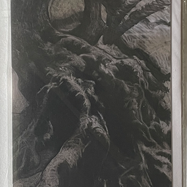 Charcoal drawing of knobbly tree trunk
