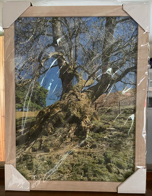 Colour photograph of ancient leaning willow tree against blue sky