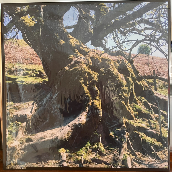 Photographic image of roots of an ancient willow growing at an angle