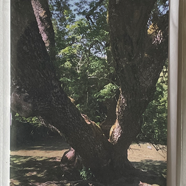 Greeting Card image of tree trunks with sun shining and blue sky