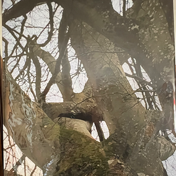 Intertwined tree branches