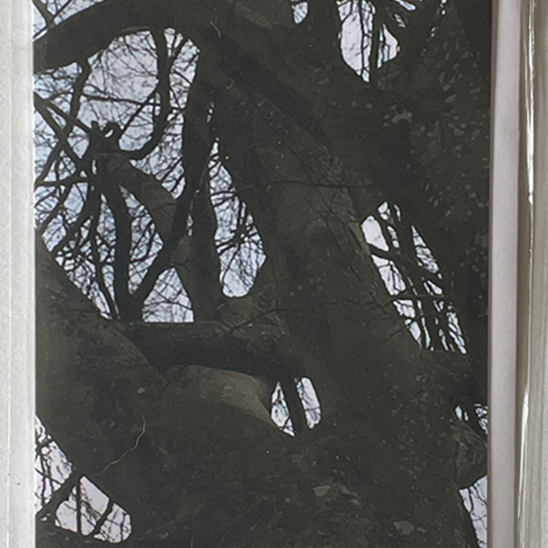 Greeting Card image of intertwining tree branches