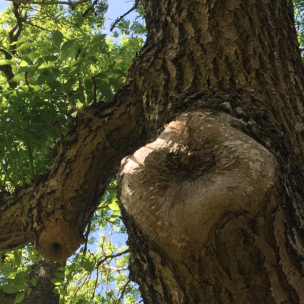 Tree nodule
