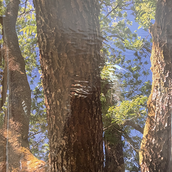 Tree trunks lit by sun