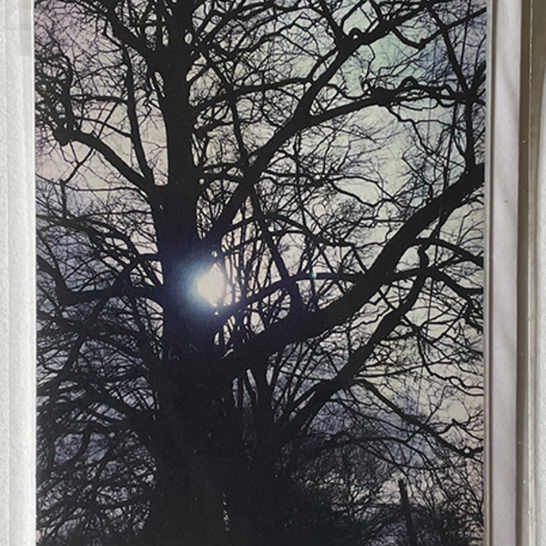 Greeting Card of winter sun shining through bare tree branches