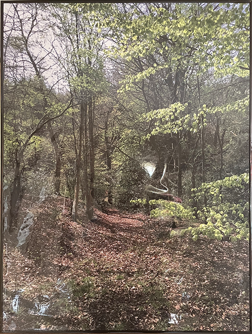 Photograph of a woodland in spring