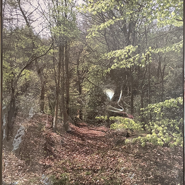 Photograph of a woodland in spring