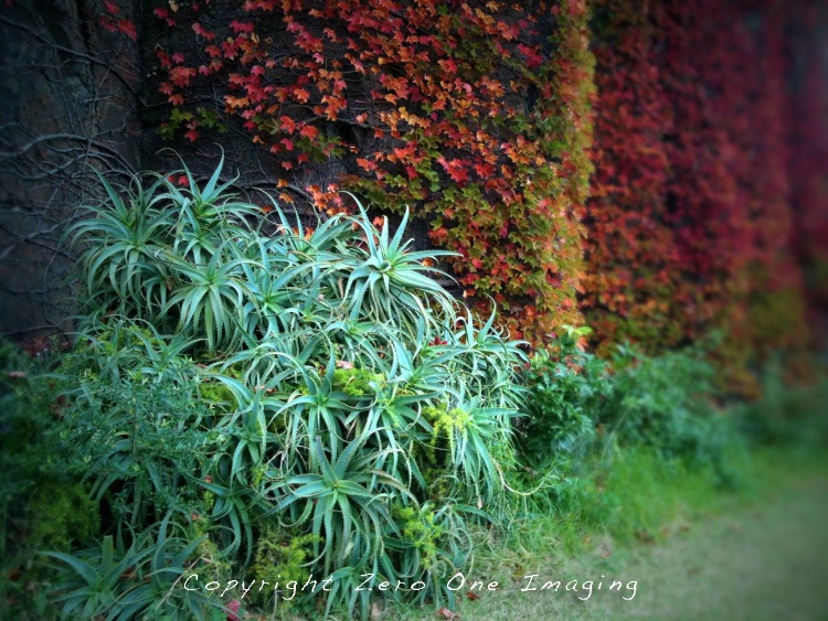 Kiama Wall