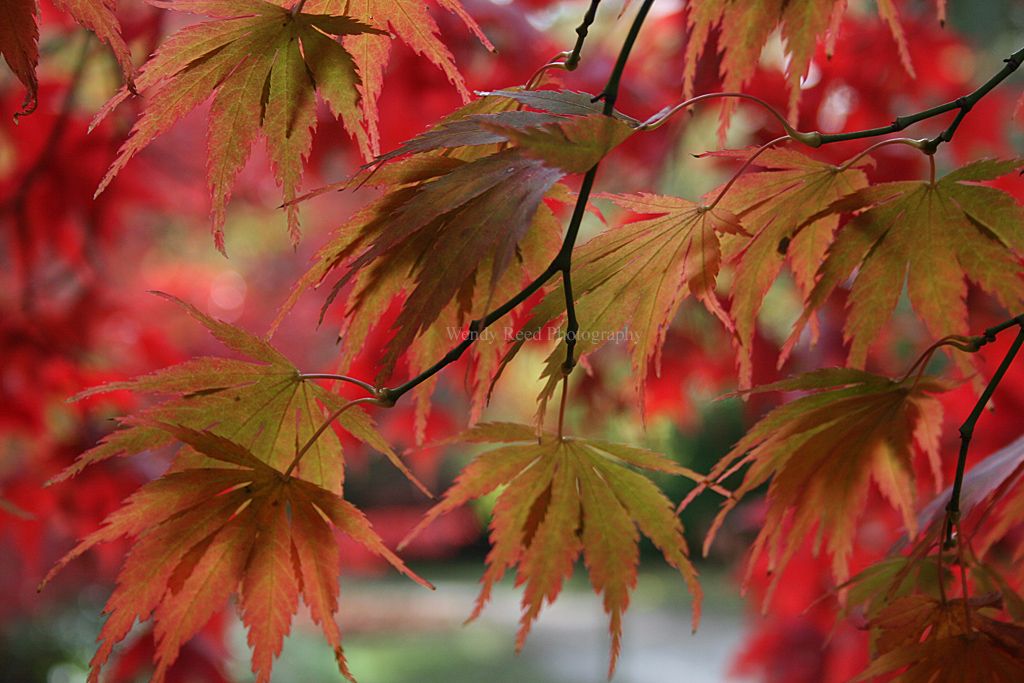 Acers in Autumn