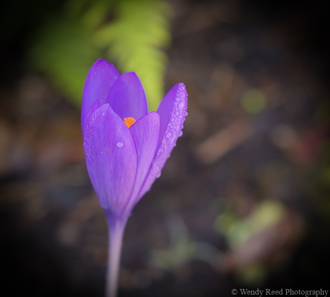Autumn crocus