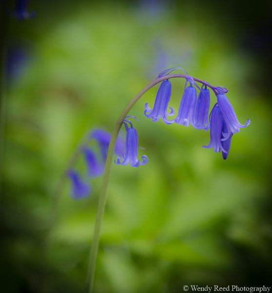 Bluebell study