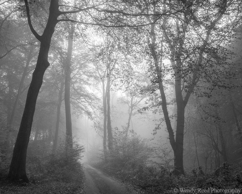 Newnhamhill Bottom Wood in the mist