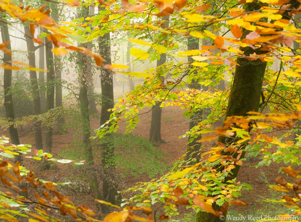 Come into the beech woods