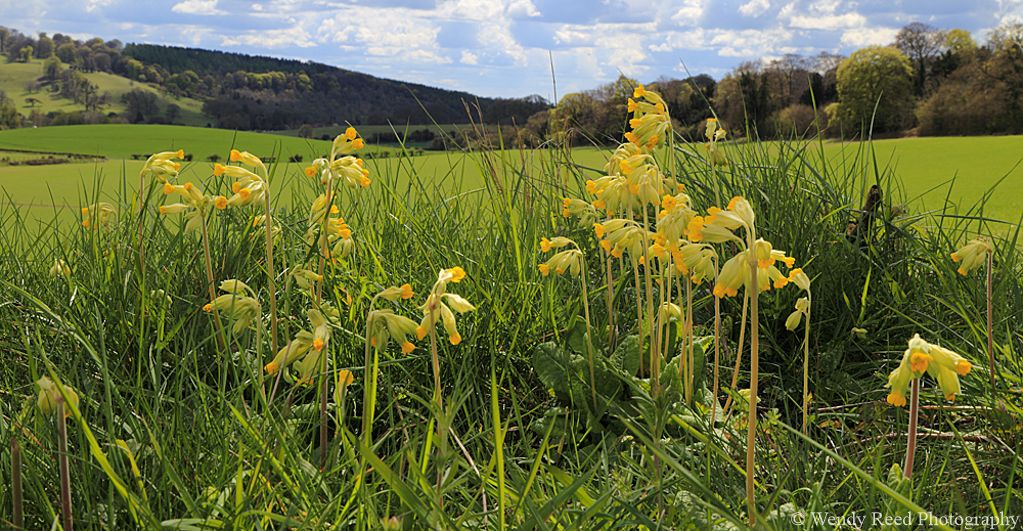 Cowslips at Stonor