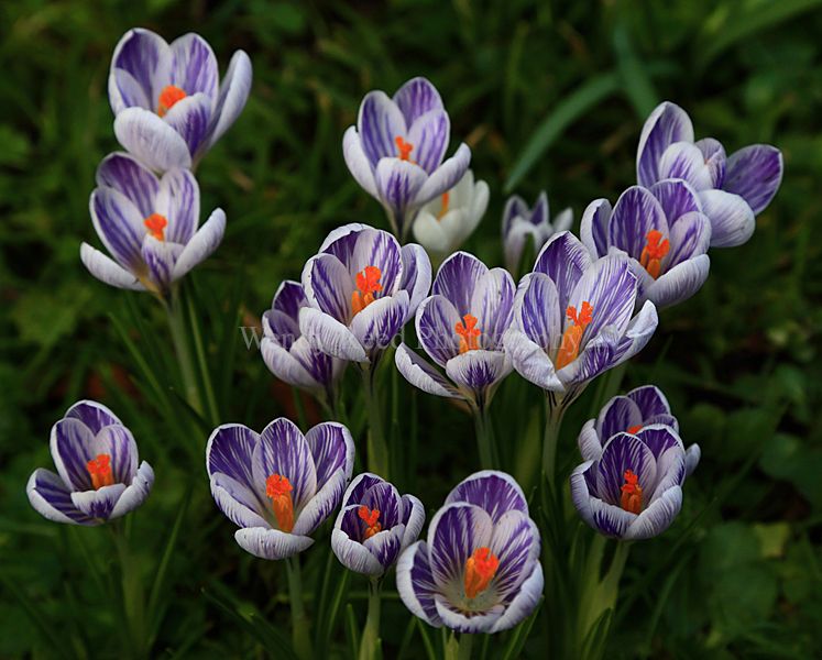 Crocus Study