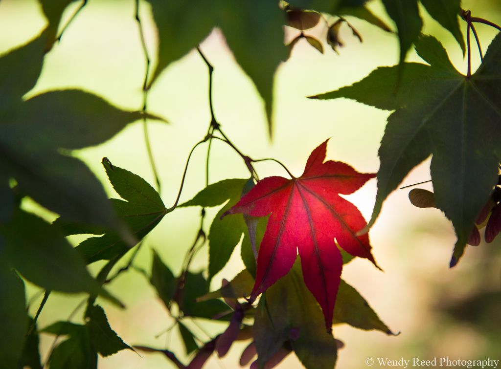 First signs of autumn