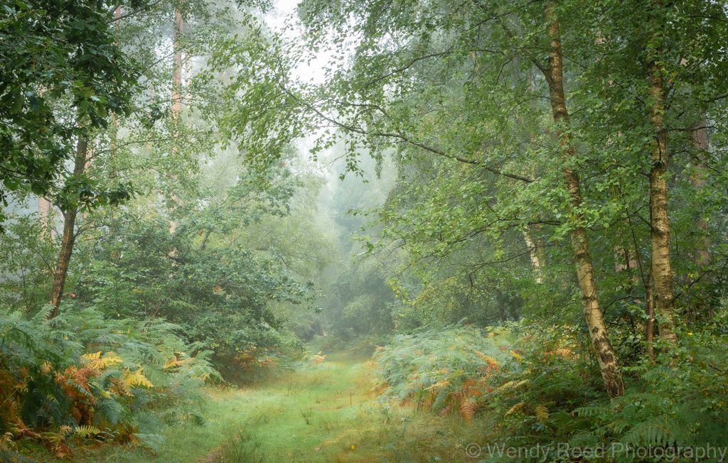 Early autumn colours