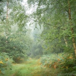 Early autumn colours