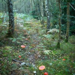 Fairy path