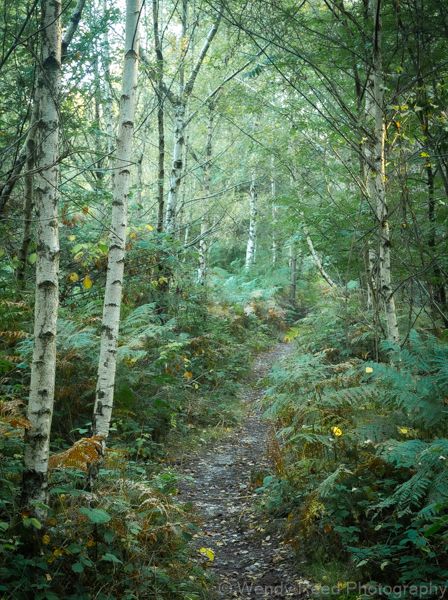 Through the silver birch wood