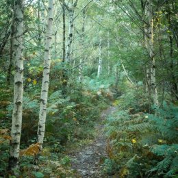 Through the silver birch wood