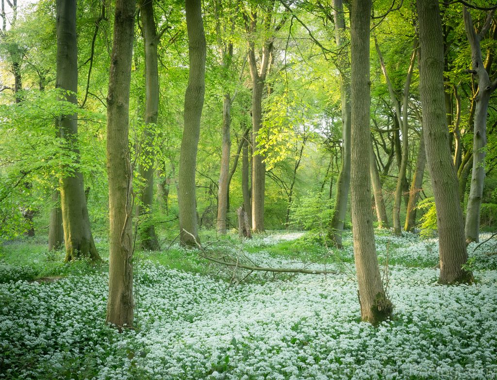 Early morning in the wild garlic wood