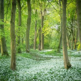 Early morning in the wild garlic wood