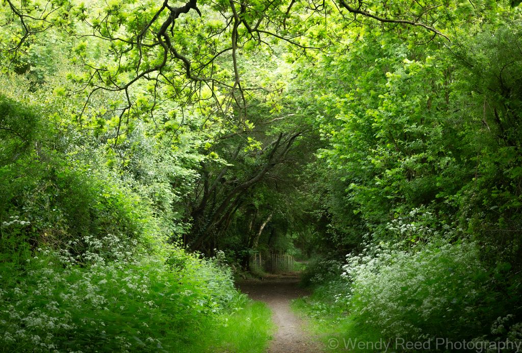 Cox's Lane cow parsley
