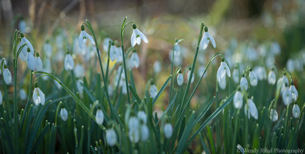 Snowdrops at Witheridge Hill