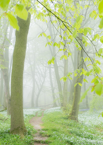 A spring walk, Streatley