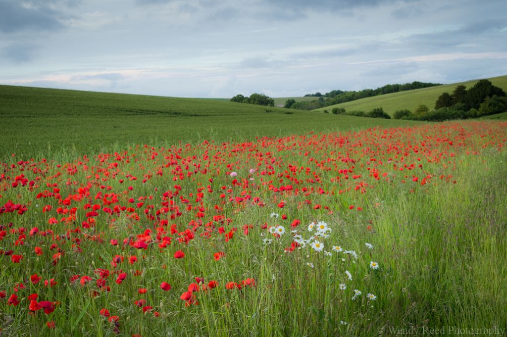 Poppies at Streatley