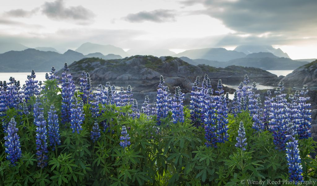 Lofoten lupins