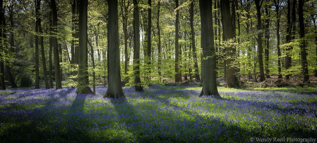 Late afternoon Padnells Wood