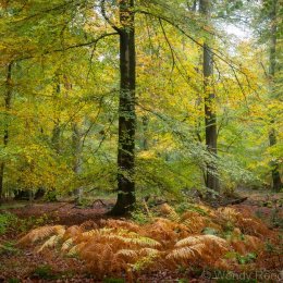 Early autumn Highmoor