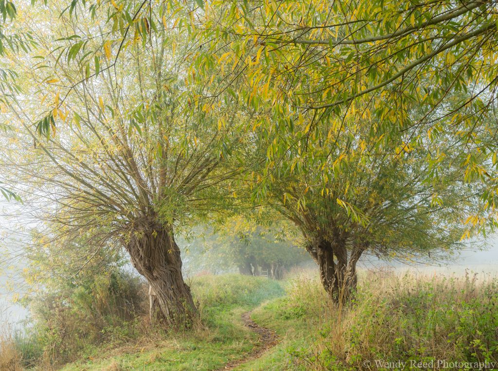Through the autumn willows