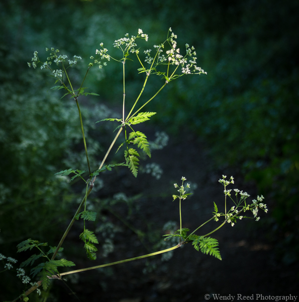 Cow parsley study